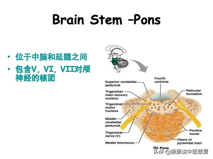 中枢神经系统断层解剖讲解,中枢神经3d解剖动画