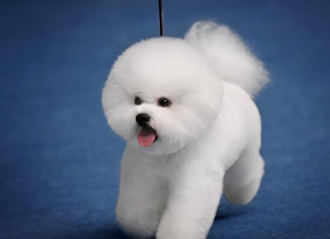 如果比熊随便大小便怎么办,比熊一天排便几次正常