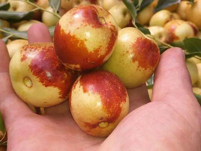 大荔冬枣销售点,品臻大荔冬枣