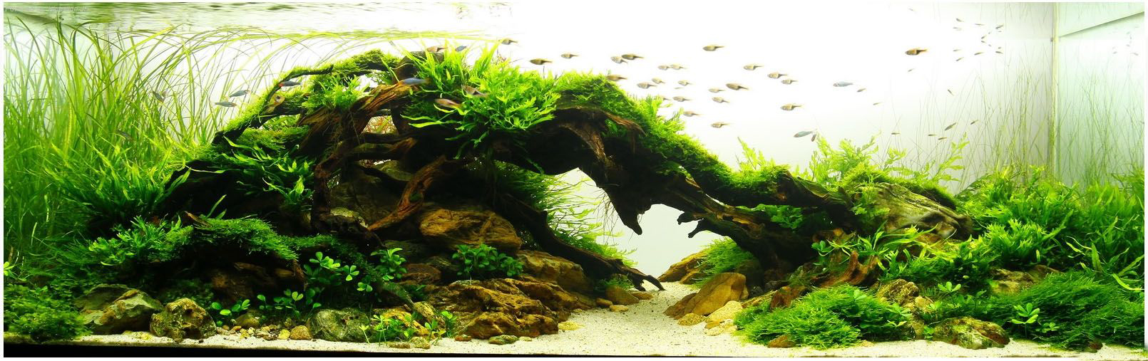 清除鱼缸绿藻的工具,除藻剂可以去草缸玻璃上绿藻吗