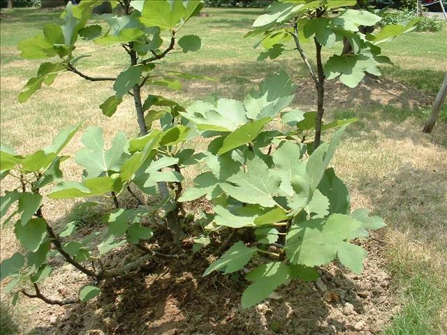 怎么用无花果的枝条种无花果树,喜欢吃无花果什么原因