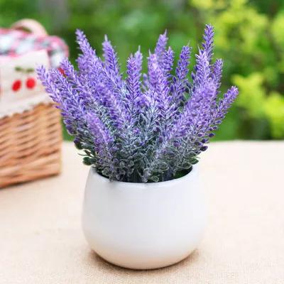 薰衣草小花朵怎么养护,薰衣草养护注意事项和方法