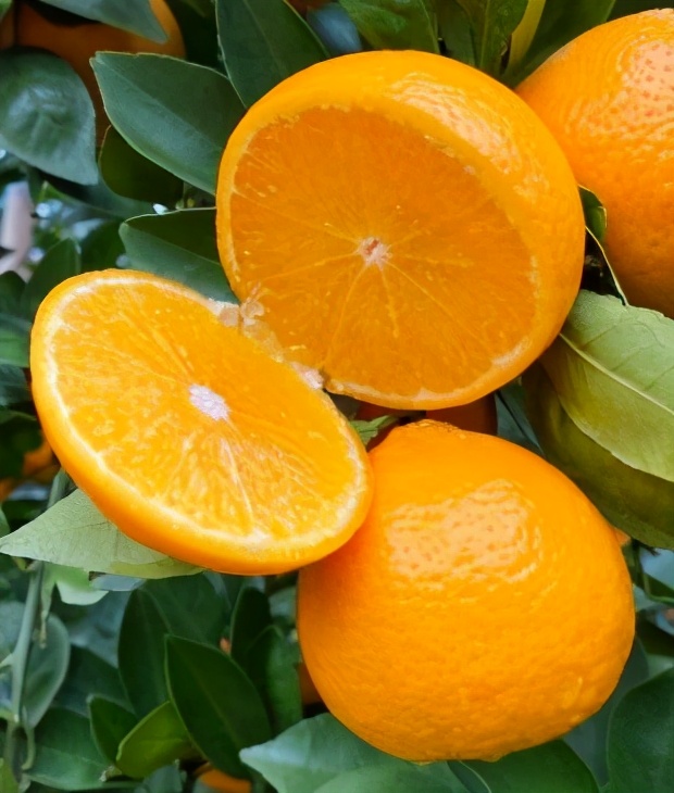 德庆贡柑之乡,德庆贡柑高端礼盒