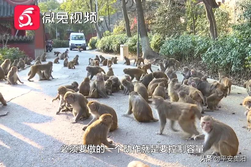 越来越嚣张了怎么办,越来越嚣张怎么解决