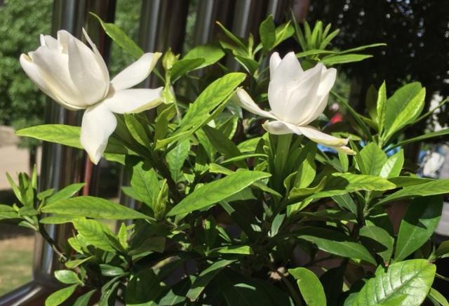 栀子花花苞不开怎么修剪,栀子花花苞不开就掉了怎么办