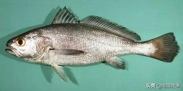 南澳渔民出海最常见的50种海鱼，都吃过，你就能退休了！