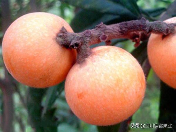 最好吃的枇杷品种,枇杷品种哪种最好