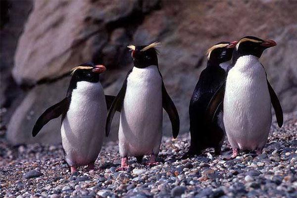 全球最可爱动物排行榜大熊猫,大熊猫是世界上最受欢迎的动物吗