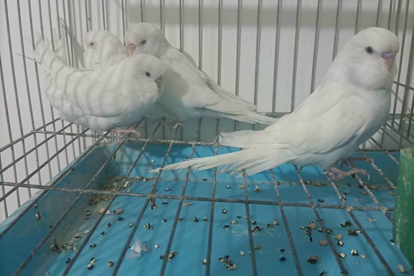 虎皮鹦鹉一共几种颜色,虎皮鹦鹉哪个品种最聪明