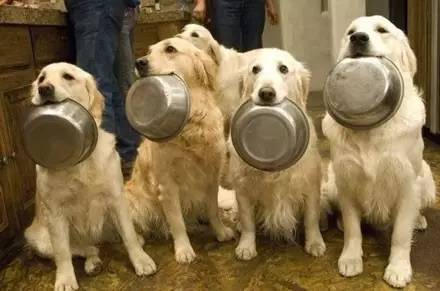 狗狗肚子饿的表现,狗狗肚子疼的症状有哪些