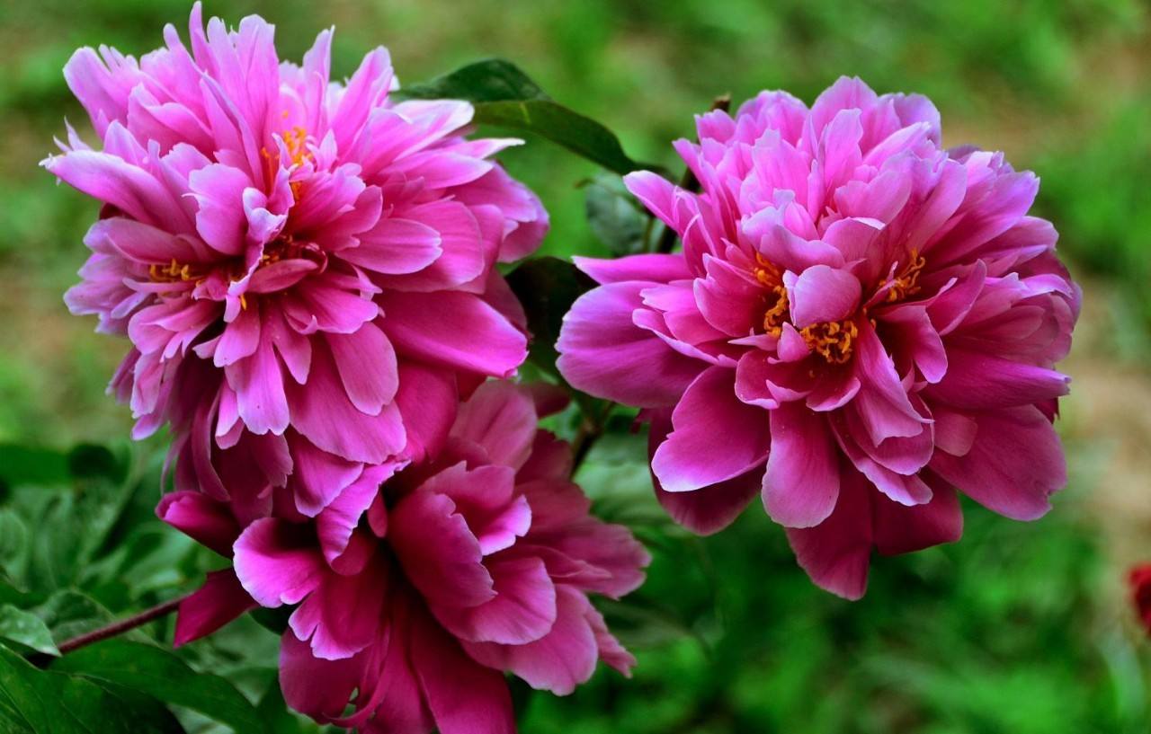 花语大全100种花的花语,100种象征着爱情的花的花语