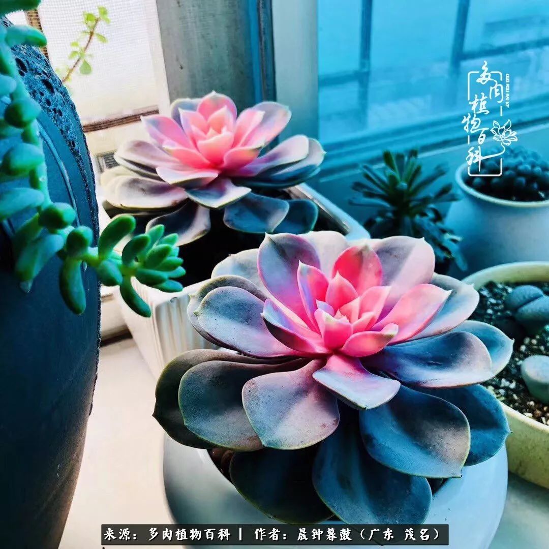 轻轻地告诉你,我的多肉也曾美过,不信你看看