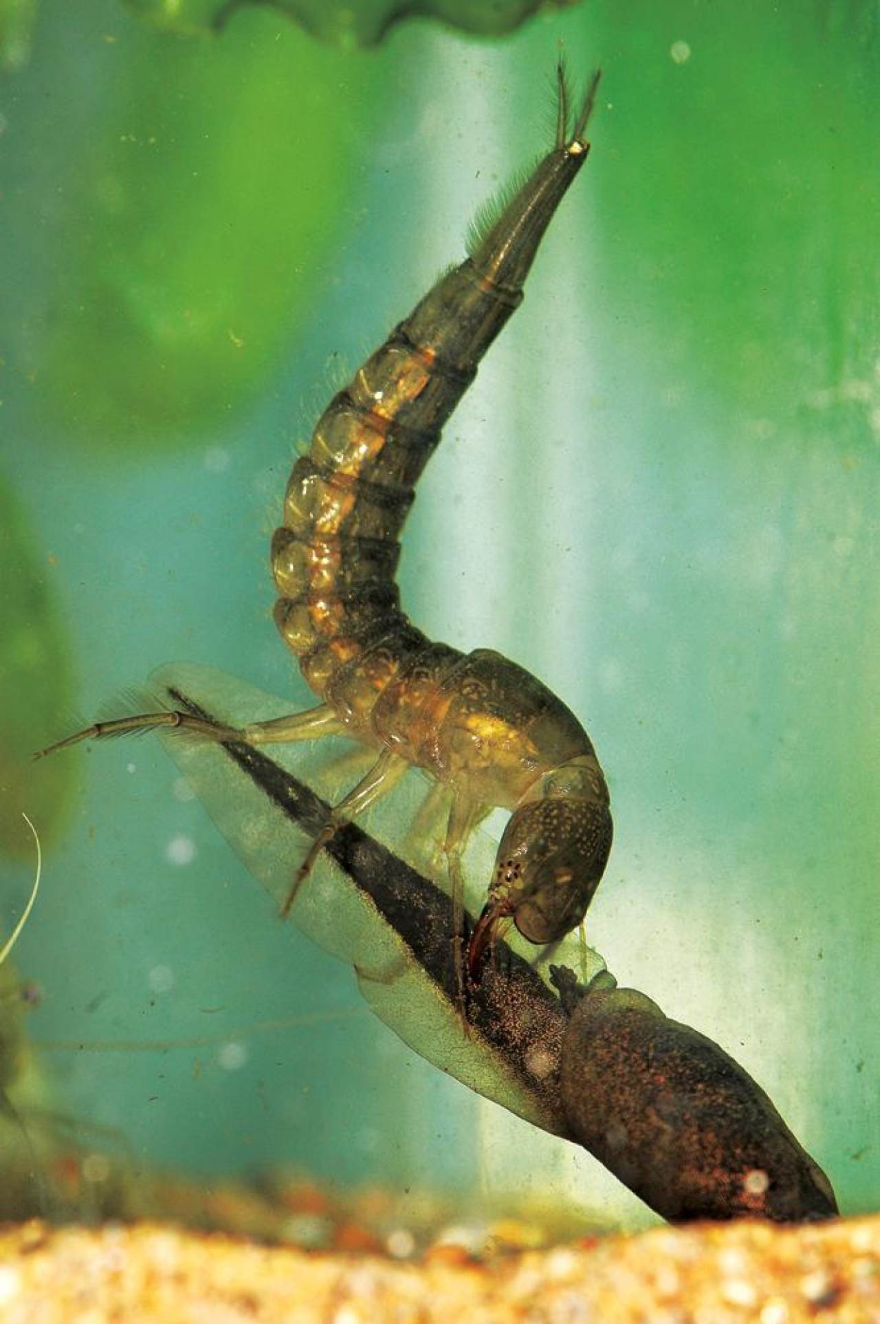 姘翠腑楝ｇ嫍,姘翠笅楝ｇ嫍