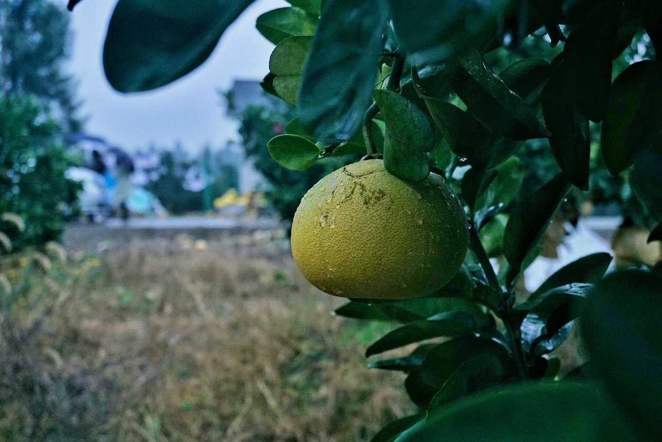 摘过草莓摘过葡萄,这都不算什么,那么大的文旦你摘过吗