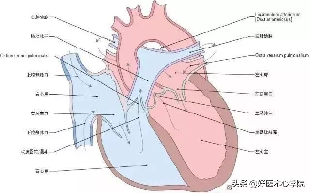 最常见的血栓类型是,最致命血栓视频