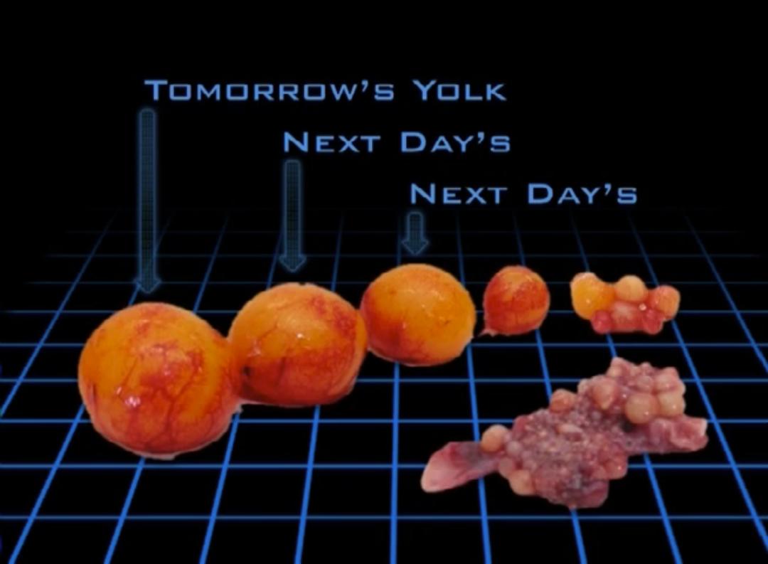 超生动|家禽生殖系统结构和禽蛋形成过程