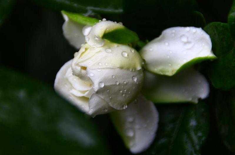 扦插水培栀子花生根,栀子扦插的方法和注意事项