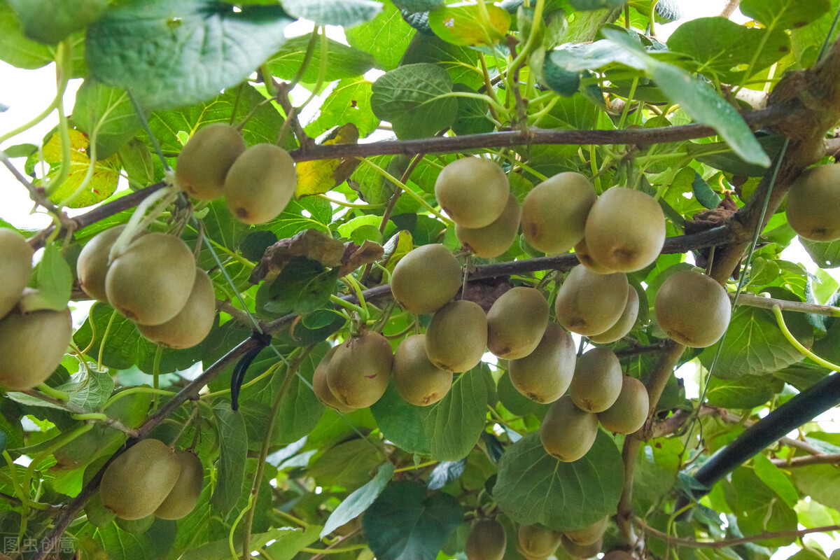 园林人需要知道的85个花卉知识,园林花卉的种类及图片