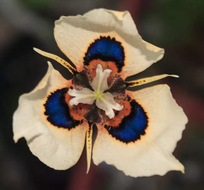 奇花异草大全罕见图文,极其罕见的奇花异草