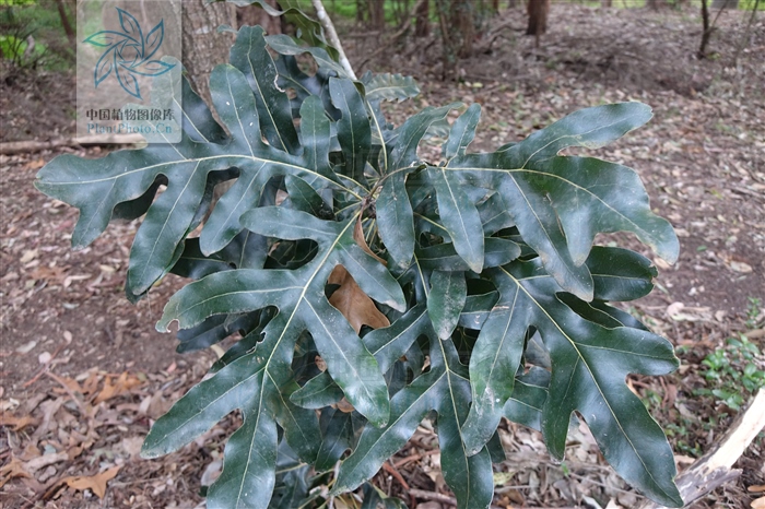 痄腮用仙人掌管用吗,痄腮