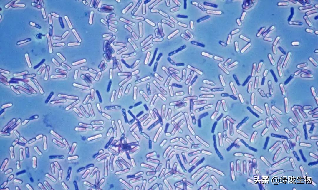 枯草芽孢杆菌能和调节剂混用吗,枯草芽孢杆菌可以治肥害吗