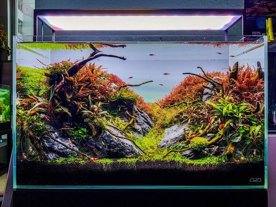 草缸有必要用专业的灯吗,草缸用普通的led灯可以吗