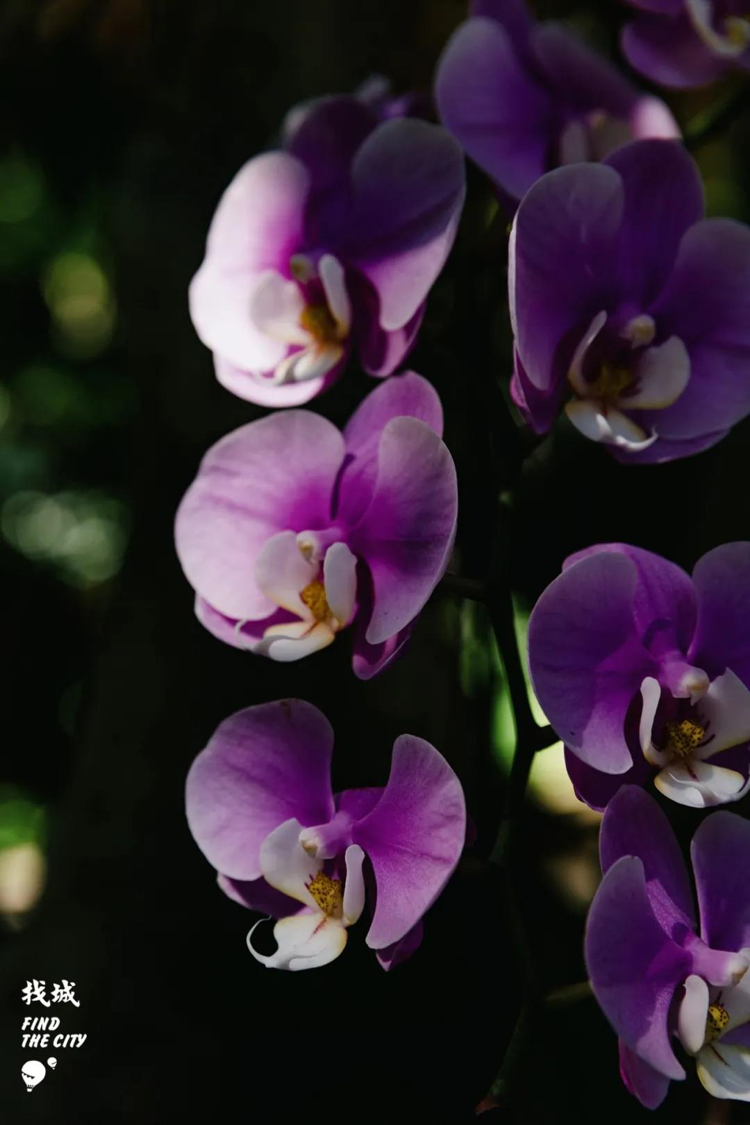 南宁人去隆安玩,南宁人去柳州玩