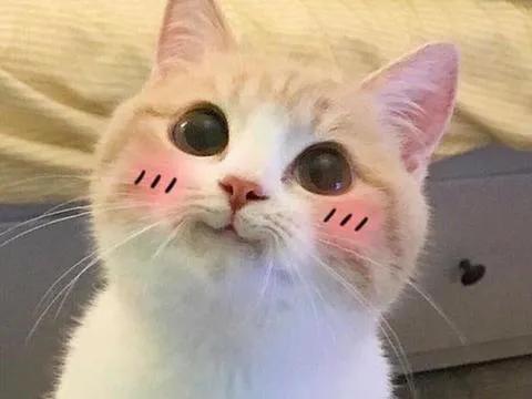 英国留学谈恋爱,英国留学生和英国人谈恋爱