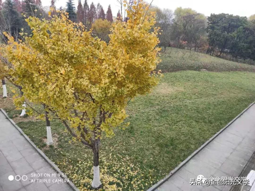 新年快乐春天的气息,新年快乐金色的童年