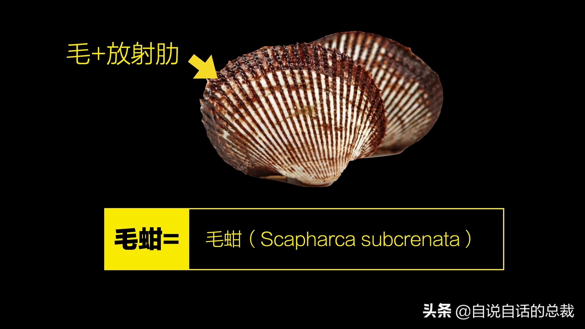 蛏子与小人蚬的区别,贻贝蛤蜊有什么区别