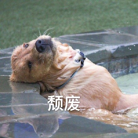 我只是个肥宅表情包,表情包我能插嘴吗