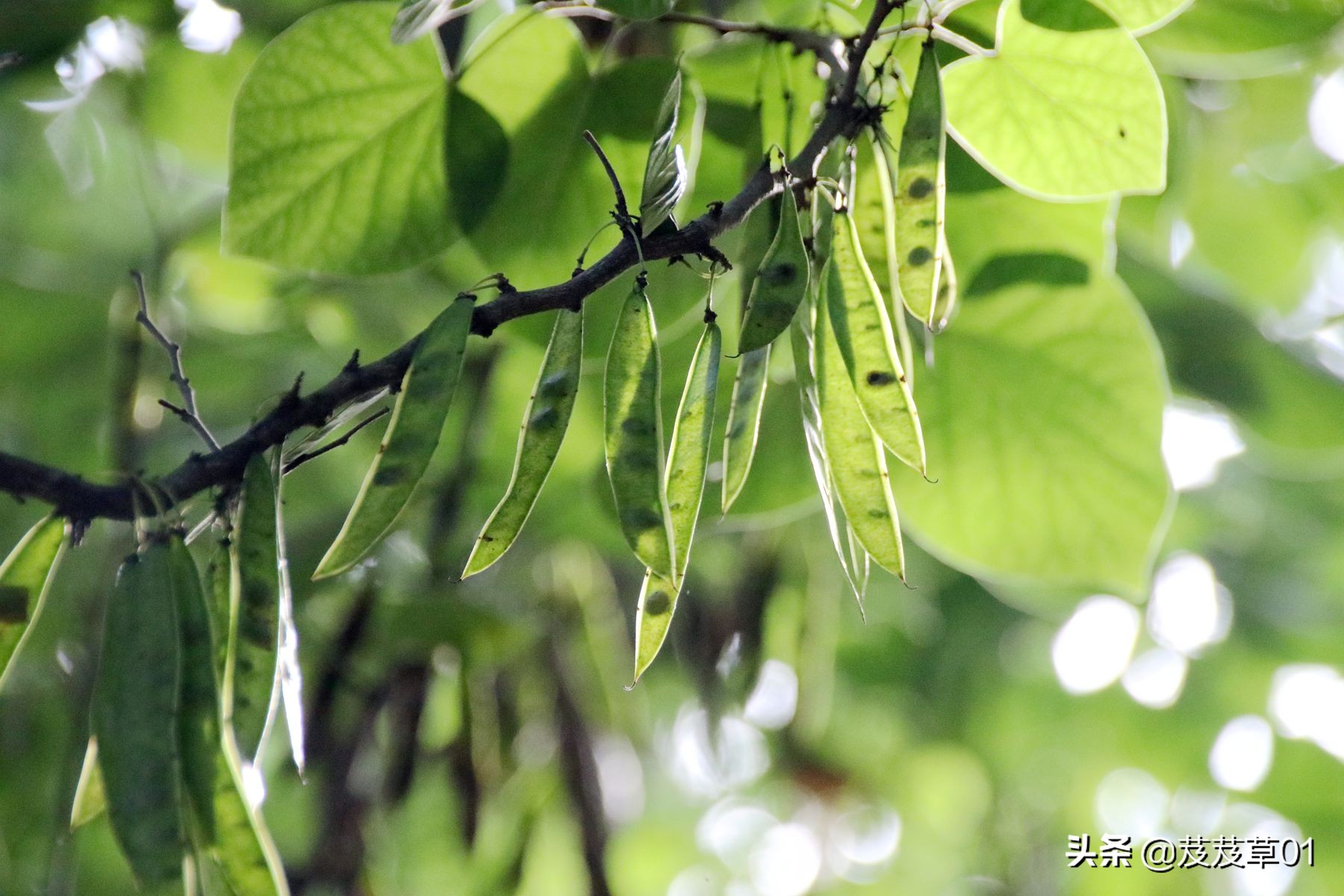熬过这段难熬的日子就会破茧成蝶,破茧成蝶熬过就是重生