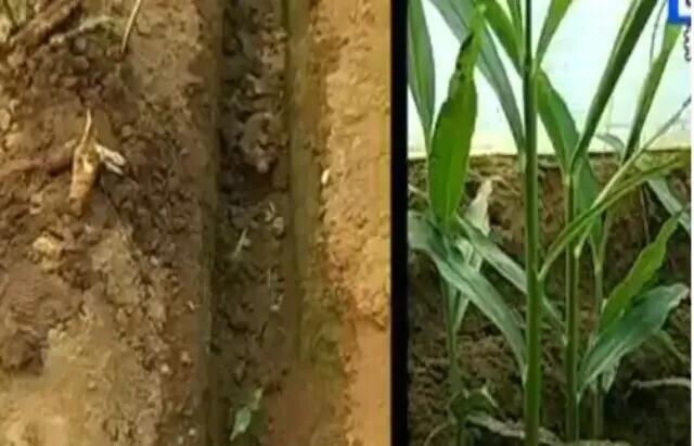 生姜催芽时伤口长毛怎么回事,生姜降温效果最好的方法