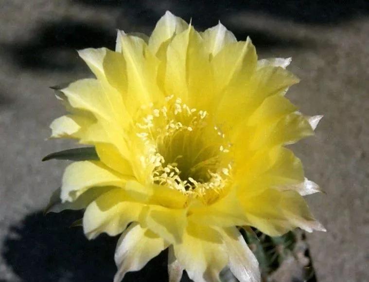 100种仙人球花图片,100种仙人球的品种视频