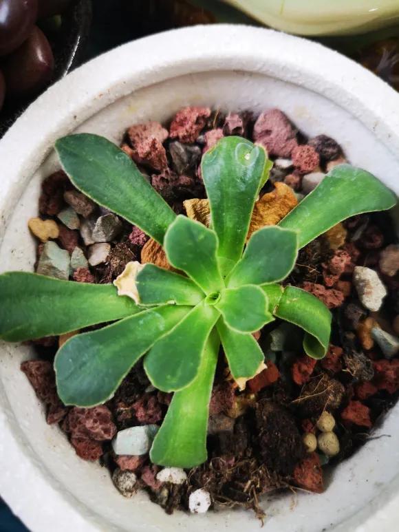 这3种花随便扦插好成活夏天疯长,常见花卉的扦插大法