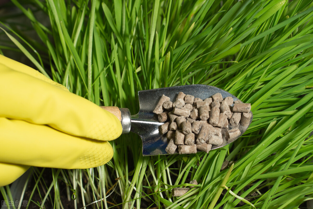 家里的文竹突然猛长是什么预兆,文竹总是长枯枝怎么办