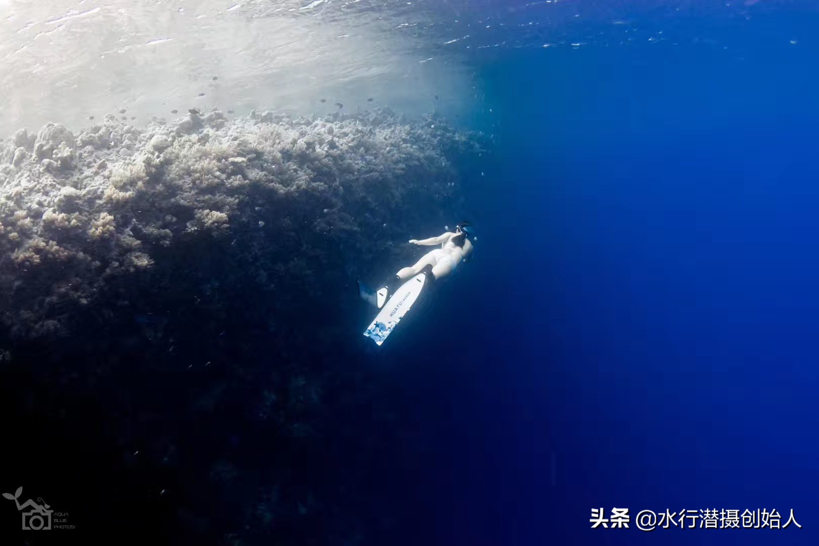 帕劳岛自由行潜水,帕劳水母湖自由潜视频