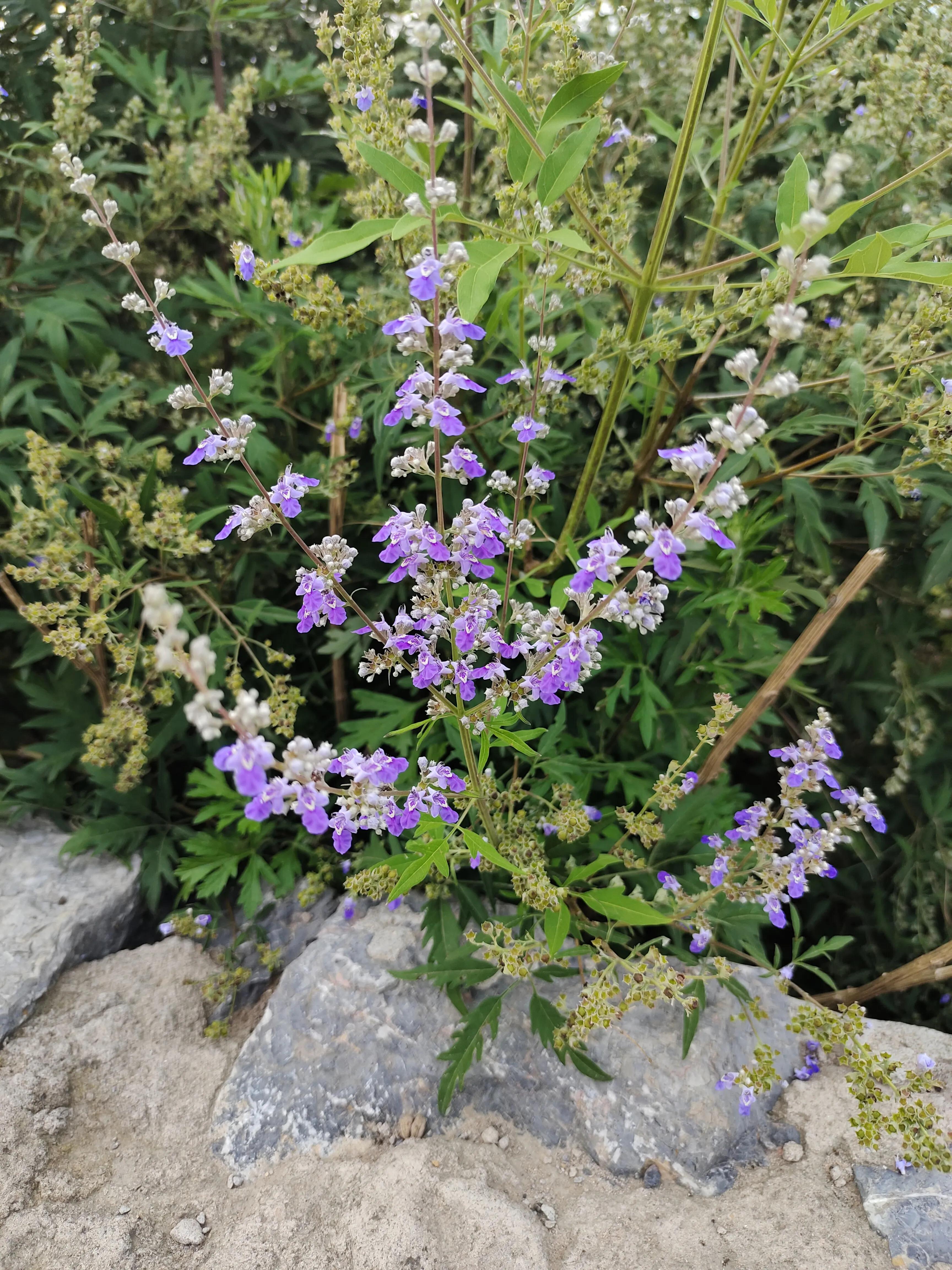 植物标本创意手工作品制作视频,植物标本手工创意