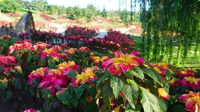 大连重阳节旅游攻略,大连九月秋游攻略