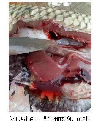 草鱼肚大是怎么回事,草鱼大肚子怎么回事