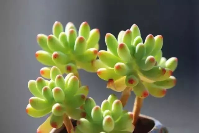 多肉早安图片大全,多肉大全100图