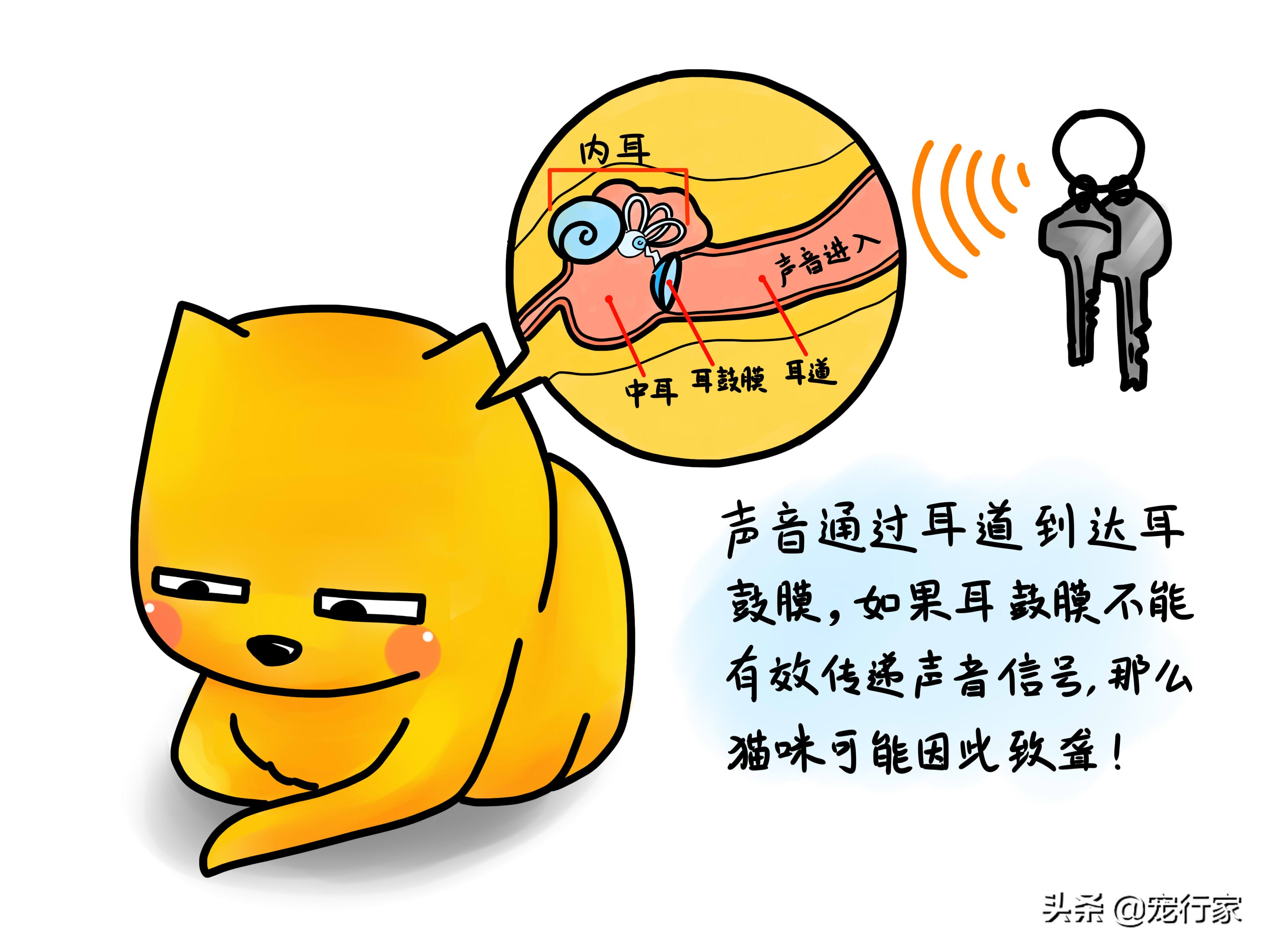 如何照顾耳聋的猫咪,如何照顾耳聋的猫