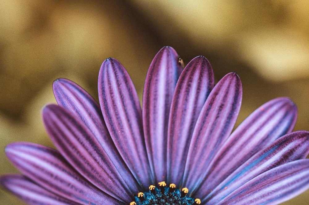 微距拍摄需要的器材,小成本视频摄影