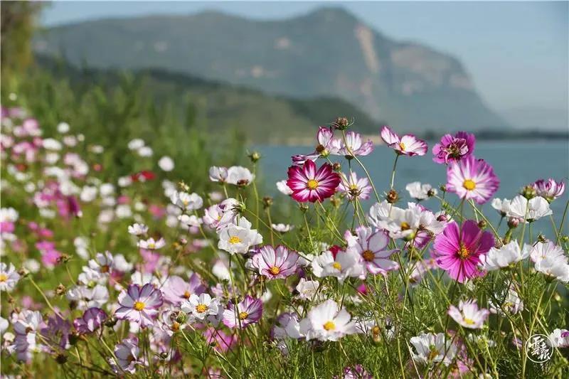 滇池边绝美花海,滇池南岸花海