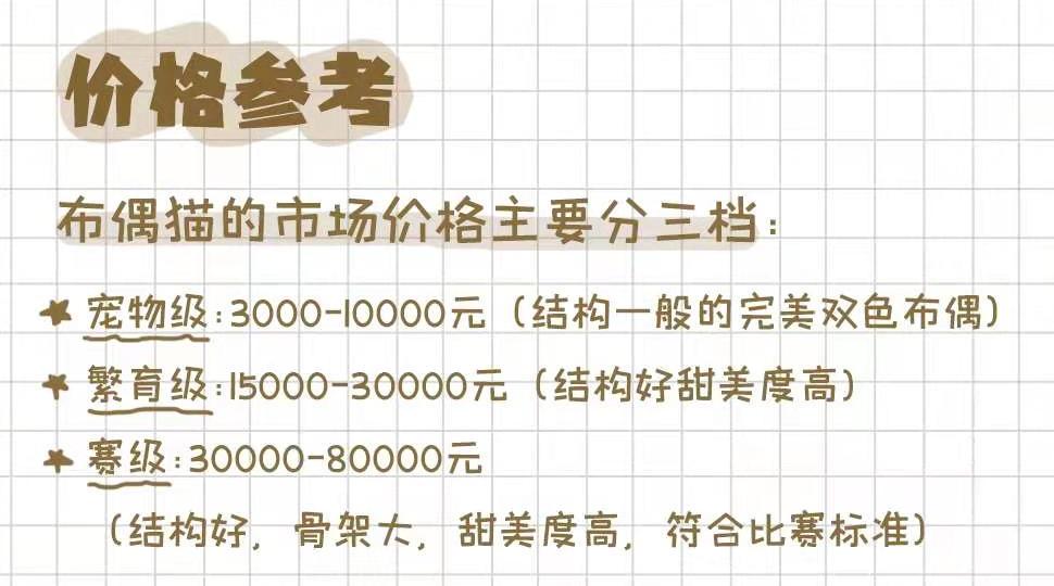 布偶仙女猫高清图片,布偶猫的前世今生