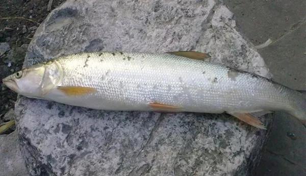 长江禁捕恢复最快的鱼,长江重新被发现的灭绝生物