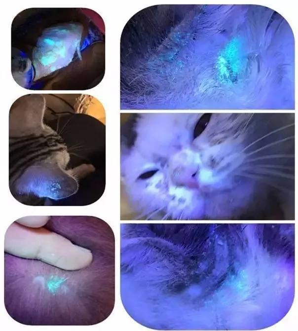 猫癣怎么预防和治疗,10年的老猫怎么照顾