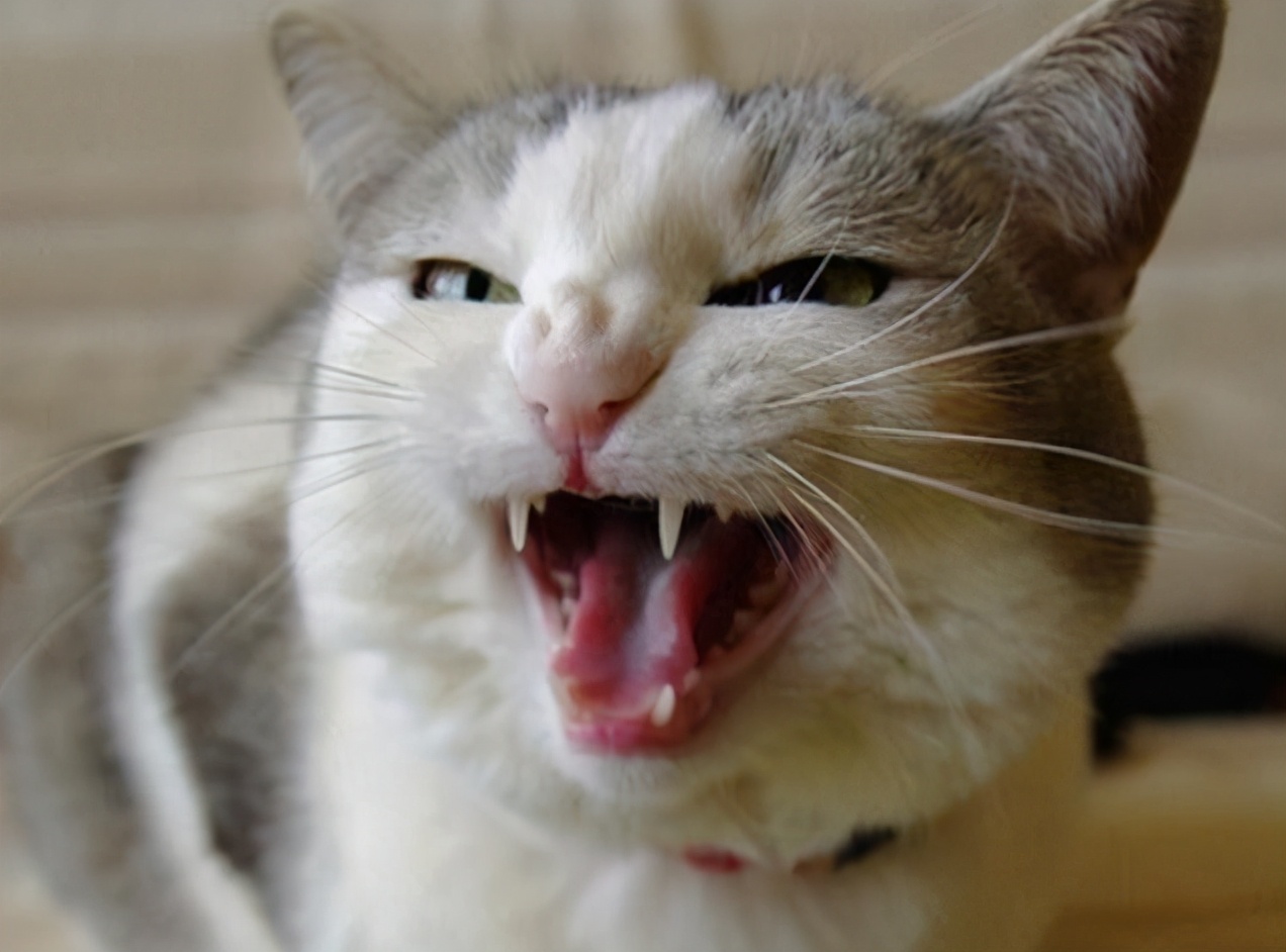 猫咪眼睛上火用什么眼药水,猫咪不爱喝水上火怎么办