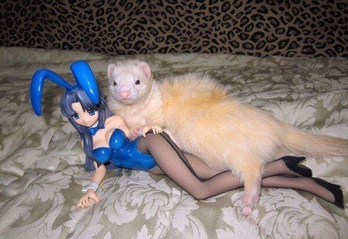 戴上了金箍就要放下七情六欲,今日萌图