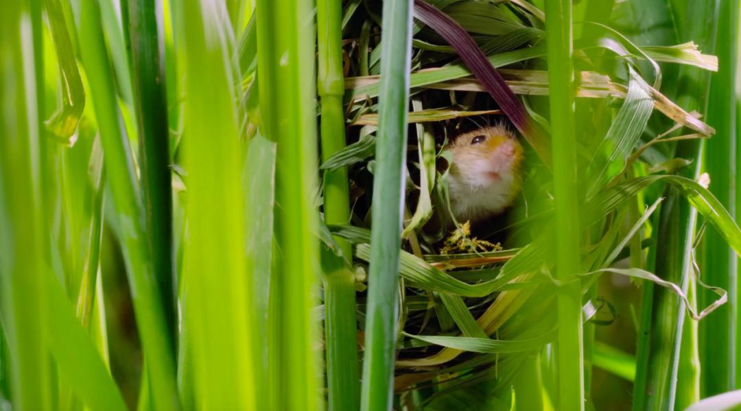豆瓣9.6！娃刷到停不下来，还能看出人生大道理